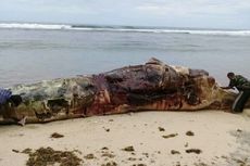 Paus Sepanjang 12 Meter Mati Terdampar di Bengkulu