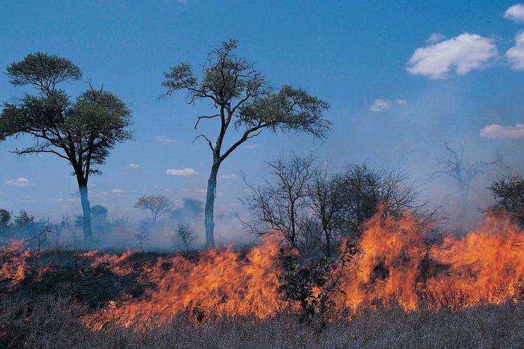 In recent weeks, extreme weather hit parts of the world indicating the growing impact of climate change.