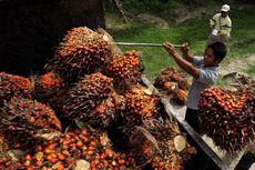 Laba Bersih BW Plantation Anjlok 44 Persen