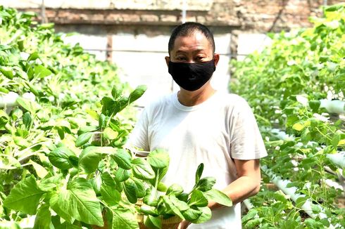 3 Langkah Ignasius Jonan Berkebun Hidroponik di Rumah, Cocok Dicontoh Pemula