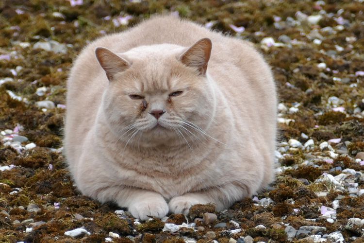 Ilustrasi kucing obesitas, kucing kegemukan. 