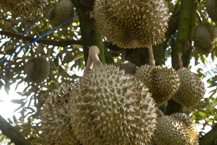 Pohon durian
