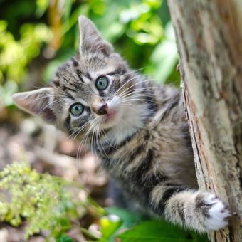 Memanjat tempat-tempat tinggi adalah naluri kucing untuk mengintai musuh dan bersembunyi dari hewan-hewan lain.