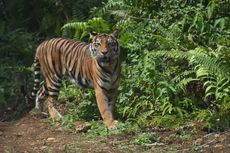 Tim Gabungan Terus Cari Harimau yang Bunuh Wanita Pekerja Sawit di Riau