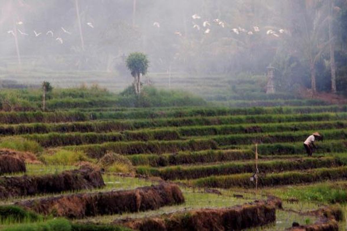 Petani menyiapkan lahan sebelum ditanami padi di Tabanan, Bali, Kamis (4/4/2013). Tingkat konsumsi masyarakat Indonesia terhadap beras yang tinggi serta tata kelola pertanian dan perdagangan beras yang belum baik membuat Indonesia masih mengandalkan impor untuk memenuhi kebutuhan.
