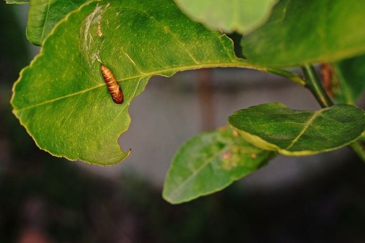 Ilustrasi hama leafminer atau lalat pengorok daun. 