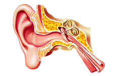 Mengenal Bagian-bagian Telinga Manusia