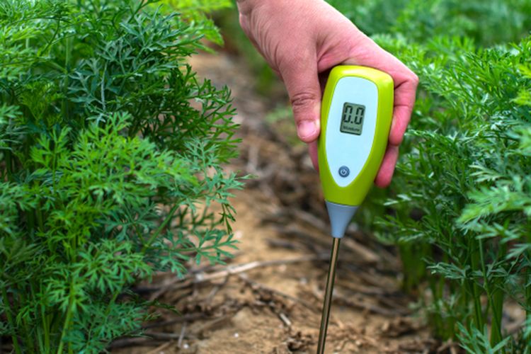 Ilustrasi mengukur pH tanah menggunakan alat pH meter. 