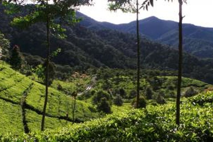 Perkebunan Teh Dewata, Gunung Tilu, Ciwidey, Jawa Barat, Rabu (29/4/2015). Perkebunan Teh Dewata memiliki luas lahan 600 hektar dan dikelilingi oleh wilayah Cagar Alam Gunung Tilu.
