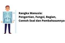 Rangka Manusia: Pengertian, Fungsi, Bagian, Contoh Soal dan Pembahasannya