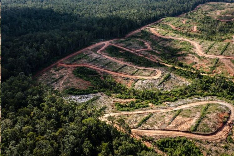 Meski tak mendepak perusahaan dari keanggotaan FSC, lembaga mensyaratkan Korindo mengevaluasi semua dampak negatif dan memulihkan lahan yang telah mereka rusak.