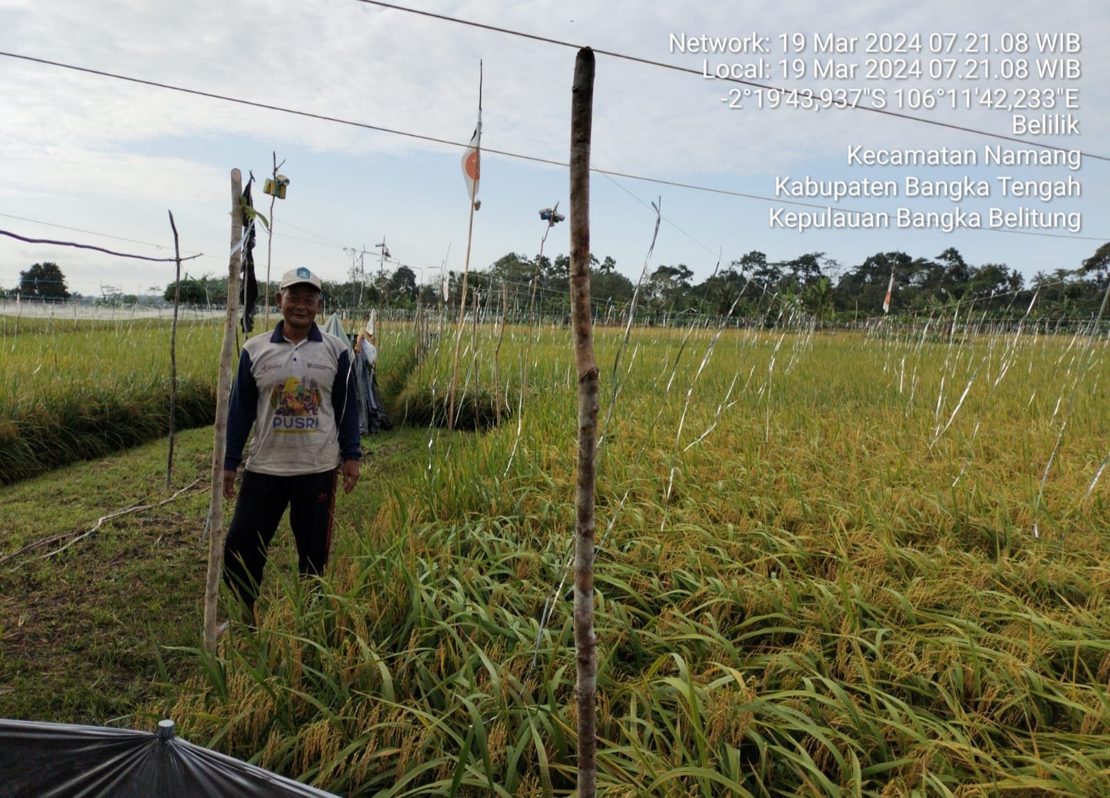 Potret Padi Sawah di Bangka Belitung, Terkendala Pupuk dan Air