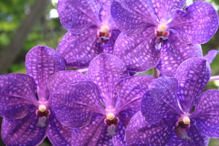 Ilustrasi bunga anggrek vanda (Vanda coerulea).