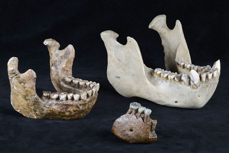 Fosil manusia purba tertua yang ditemukan di indonesia bernama