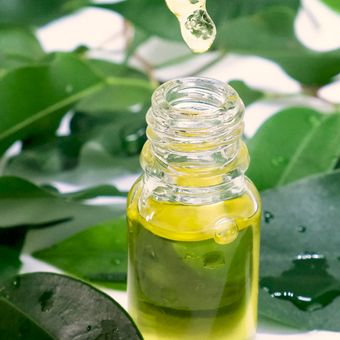 Tea tree oil bisa digunakan membasmi kutu busuk.