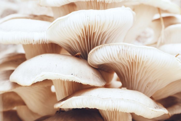 Ilustrasi jamur tiram, budidaya jamur tiram.