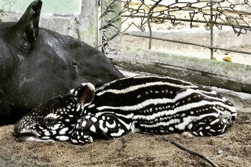 Bayi Tapir Lahir, Kebun Binatang Taman Rimba Tambah Anggota Baru