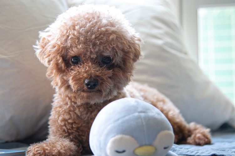 Toy poodle