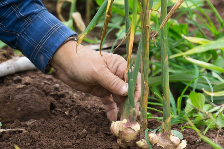 Ilustrasi menanam jahe