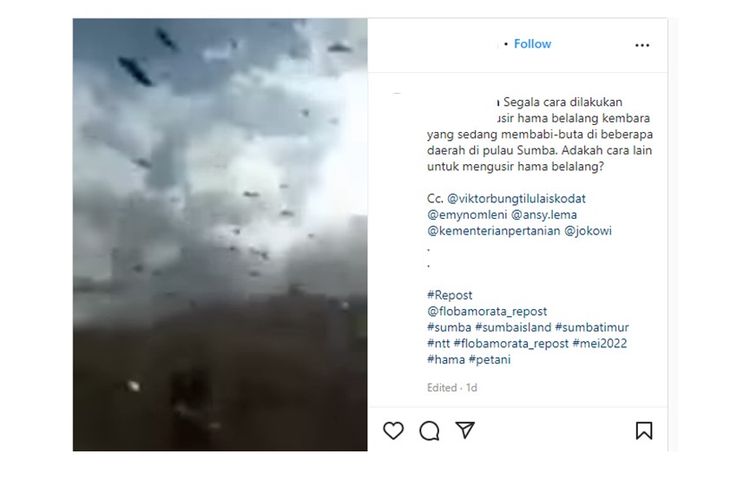 Viral video belalang kembara serbu persawahan di Sumba