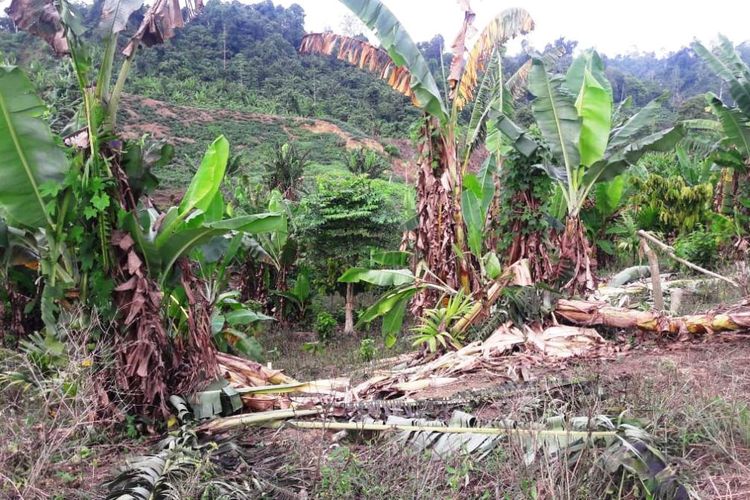 Kebun pisang yang rusak akibat masuk gajah liar di Desa Cot Girek, Kecamatan Cot Girek, Kabupaten Aceh Utara, Aceh, Rabu (12/6/2019)