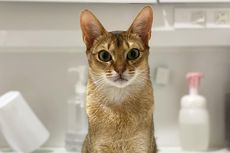 Kenapa Kucing Suka Menunggu Kita di Depan Pintu Kamar Mandi?
