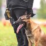 Tertarik Adopsi Anjing K-9 Bea Cukai yang Pensiun? Ini Caranya