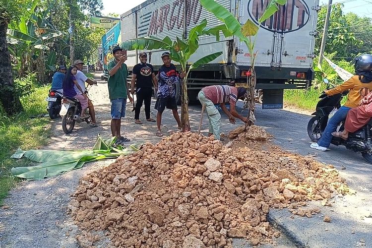 Warga Randublatung Blora Tanam Puluhan Pohon Pisang di Jalan Provinsi yang Rusak Berlubang