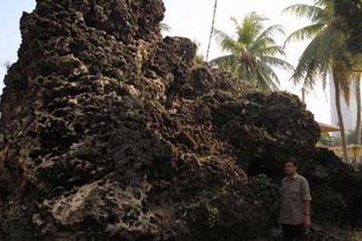 Koral atau batu karang yang terhempas dari laut jauh ke daratan dekat mercusuar Anyer, Serang, Banten, Minggu (21/8/2011). Batu karang ini salah satu jejak dahsyatnya tsunami letusan Gunung Krakatau 1883. 