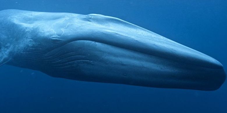 Peneliti berhasil mencatat detak jantung paus biru yang dapat memiliki bobot mencapai 172.365 kilogram.