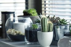 4 Cara Merawat Kaktus di Dalam Ruangan agar Tidak Busuk dan Mati