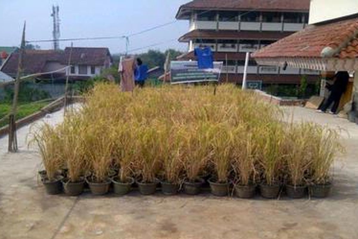 Inilah tanaman padi organik di dalam pot yang ditanam para siswa SMPN 209 Jakarta. Hari ini, Kamis (11/8/2011) padi itu dipanen.