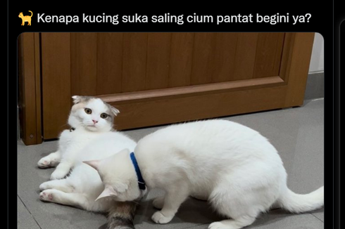 Kenapa Kucing Suka Mengendus Pantat Kucing Lain? Ini Penjelasannya