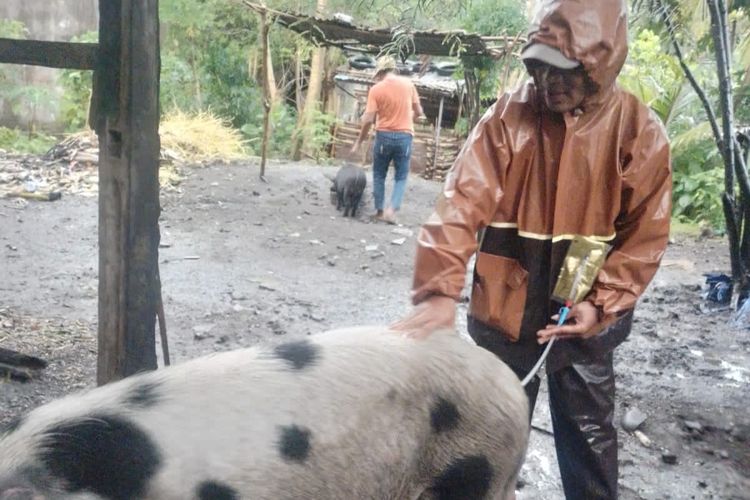 Inseminasi Buatan Tarik Perhatian Peternak di Sikka, Permintaan Sperma Babi Meningkat