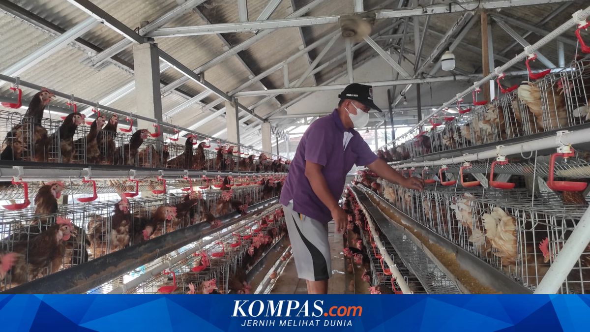 Mulai Ternak 50 Ekor Jadi 1.000 Ayam, Musaid Berniat Jual Telur Murah ke Warga Desa