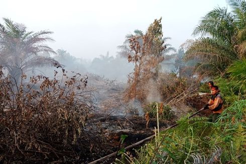 Soal Karhutla, Wiranto: Pemda Jangan Api Membesar Baru Lapor Pusat