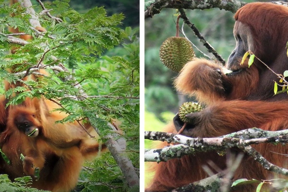 Orangutan tapanuli