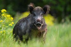 Babi Hutan Seruduk Warga di Padang Pariaman, Satu Korban Dioperasi