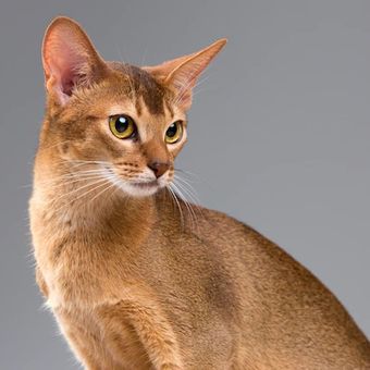 Ilustrasi kucing Abyssinian, ras kucing paling cerdas.