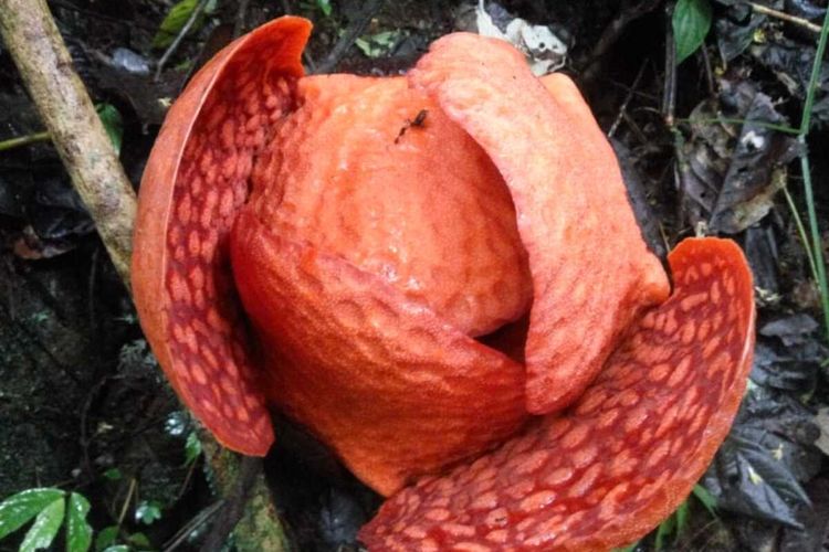 Bunga rafflesia terbesar di dunia akan mekar di Agam pada 1 Januari 2020