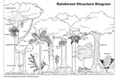 Struktur Hutan Hujan Tropis