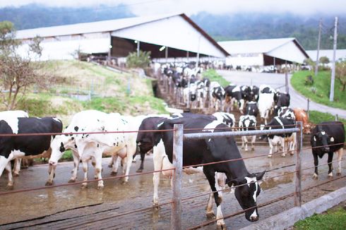 Sapi yang Bahagia Hasilkan Susu Lebih Berkualitas