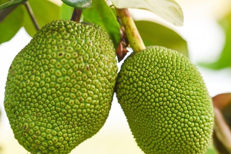 Ilustrasi nangka, pohon nangka. 