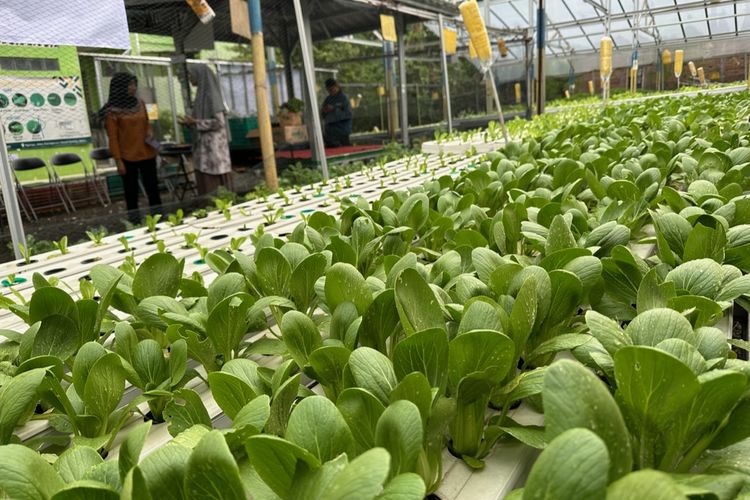 Salah satu kebun sayuran hidroponik milik anggota Komunitas Wadah Sayur Indonesia (WSI) di Solo, Jawa Tengah pada Senin (10/11/2024) sore.