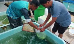 Perkuat Sinergi di Lingkup Internal, Kementerian KP Kembangkan SFV Kolaborasi Multiproduk