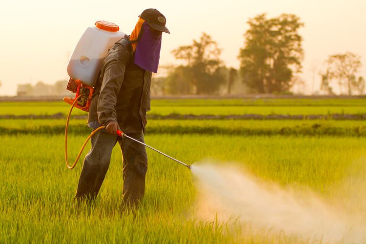 Ilustrasi petani mengaplikasikan herbisida dengan sprayer. 