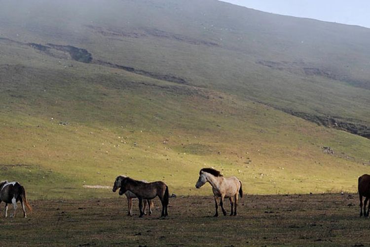 Padang Sabana Fulan Fehan, Atambua, NTT.