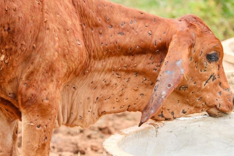 Meski pihak berwenang di Australia sudah membantah, namun kepala karantina hewan Indonesia menuding sapi impor Australia yang terdeteksi penyakit kulit terjangkit di Australia. 