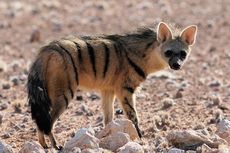 Serigala Bumi, Sepupu Hyena yang Makan 30.000 Rayap Setiap Malam