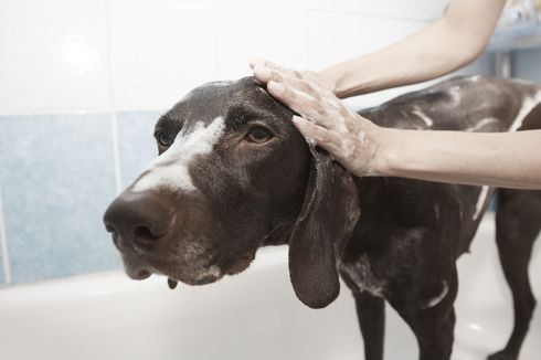 Cara Aman Memandikan Anjing Menurut Dokter Hewan